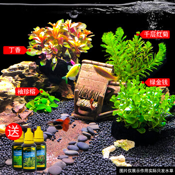 水草鱼缸水族箱造景小榕趴地迷你矮珍珠淡水莫斯前中后景新手植物丁香四种水草套装 推荐送三三瓶小样液肥 图片价格品牌报价 京东