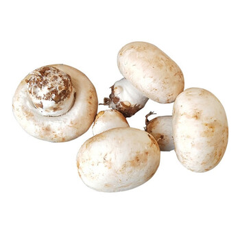 晨臻新鲜口蘑 现摘双孢菇白蘑菇直发时令蔬菜煲汤烧烤食材 2斤 精选装