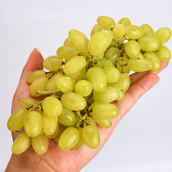 媚调  新疆珍珠无籽青提斤装当季新鲜无核白提子时令孕妇水果 斤 水果