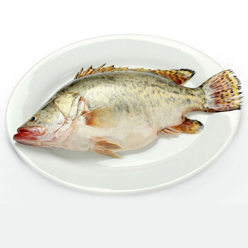 品珍鲜活 活杀三去广东桂鱼400-700g 海鲜水产 桂花鱼鳜鱼 生鲜 鱼类