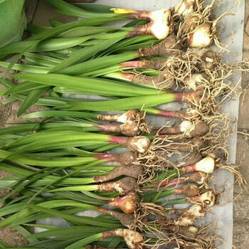 紫根兰 开花球乔治百合包对版好养活室内室外阳台庭院盆栽好养 球径