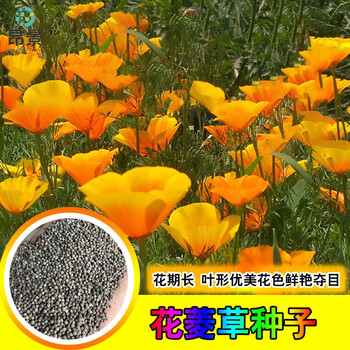 花菱草种子 四季易种阳台花卉盆栽种子园林绿化花籽庭院花海设计昂景