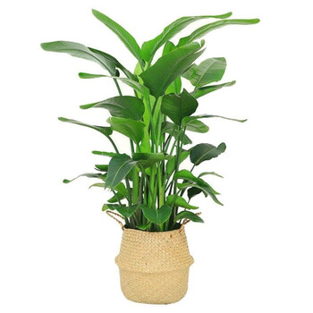 盆栽鹤望兰办公室大厅绿植天堂鸟客厅盆栽草编织针盆精品天堂鸟1213