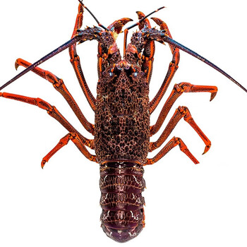 林中山 大澳龙鲜活冷冻澳洲大龙虾特大速冻龙虾超大海鲜水产一只装