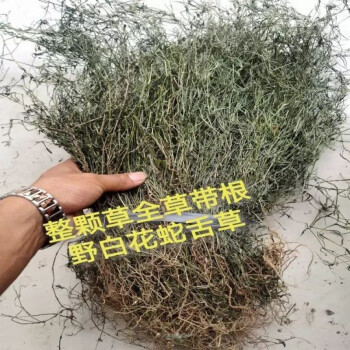 野生白花蛇舌草中药白花蛇舌草野生云南白花蛇草草药白花草白花蛇舌草整条1斤 图片价格品牌报价 京东