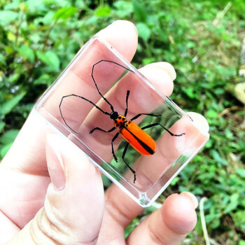 真實小動物昆蟲標本甲蟲樹脂標本琥珀蝗蟲螃蟹金龜子蜜蜂鍬甲葉甲蜘蛛