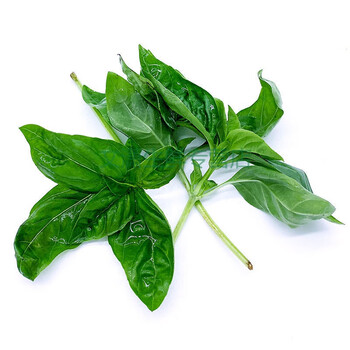新鲜罗勒叶 九层塔叶金不换鱼香草 西餐食用香料青酱调料京东新鲜蔬菜