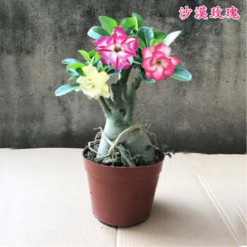 沙漠玫瑰花苗盆栽四季開鮮花庭院室內綠植盆景花卉精品多色s款沙漠