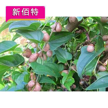 山药豆种子蔬菜种子 铁棍山药种子 农家自收天然无污染山药种子 山药