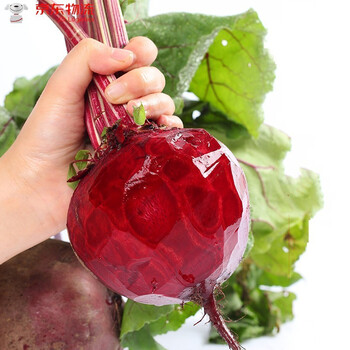 马保果甜菜根红菜头新鲜红菜养生健康饮食榨汁产品359斤9斤精选装高