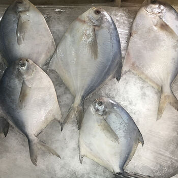 巴适鲜生鲜白鲳鱼海鲜银鲳鱼鲳鳊鱼新鲜大昌鱼平鱼海货水产 一斤装