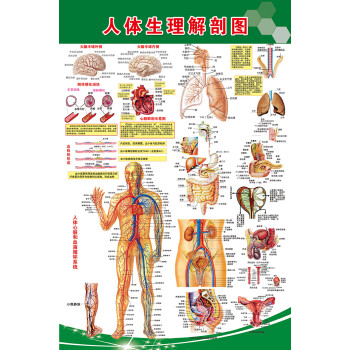 高清版人體生理解剖圖腦心臟呼吸消化生殖系統解剖圖循環系統掛圖 a