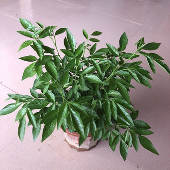 石榴树盆栽石榴花盆栽观赏果树苗四季开花吉祥植物潮汕红花抹草阳台