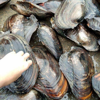 最洽年货淡水河蚌河蚌肉新鲜活体现杀去壳蚌肉冷冻食用河蚌斧足肉河蚌
