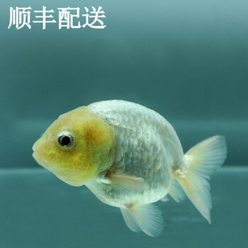 琅河水族观赏鱼金鱼活体兰寿精选淡水鱼活鱼宠物鱼菠萝头兰寿1条68cm