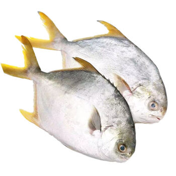金鲳鱼深海鱼鲳鱼海鱼鲜活金昌鱼海鲜水产 锦祥橙 大号 5两