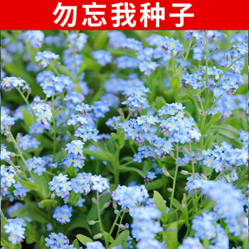 易商勿忘我种子勿忘草种子花卉花卉种子四季花卉种子花海打造勿忘我种子100粒 图片价格品牌报价 京东