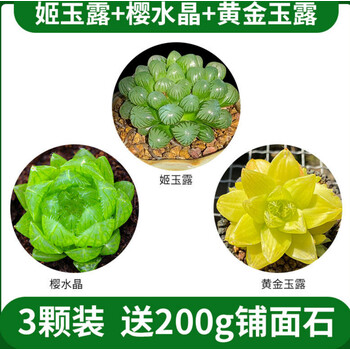 墨一 Moyi 玉露樱水晶多肉植物室内小盆栽肉肉花卉绿植稀有品种精品雨露大颗樱水晶 姬玉露 黄金玉露不含盆 图片价格品牌报价 京东