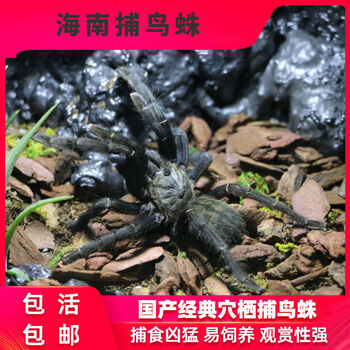 京选推荐 蜘蛛活多哥星团巴布食鸟蛛树栖经典宠物活物幼苗亚成包活海南捕鸟蛛 足展3 4厘米 蜘蛛 饲养盒 椰土 黄粉虫 镊子 图片价格品牌报价 京东 京选推荐 蜘蛛活多哥星团巴布食鸟蛛树栖经典宠物活物幼苗亚成包活海南捕鸟蛛 足展3 4厘米 蜘蛛 饲养盒 椰土 黄粉虫 镊子 图片价格品牌报价 京东