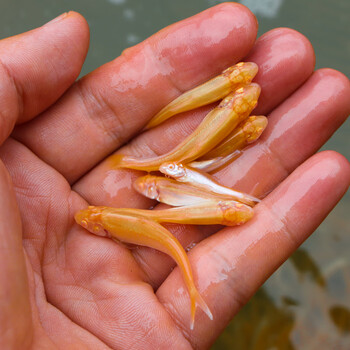 红眼鳕鱼幼苗可观赏鱼广温性淡水鱼幼苗鱼塘养殖可食用鱼草鱼习性