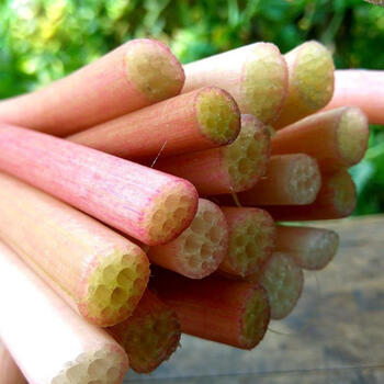 新上市现货 湖北洪湖新鲜鸡头梗新鲜梗鸡头菜刺莲梗芡实梗 鸡头梗2斤