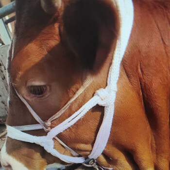 秃牛笼头马笼头牛龙头牛项圈缰绳牛笼头套大小可调boussac白色简易带