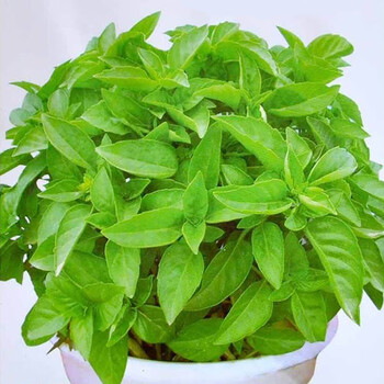 芳香植物藿香迷迭香牛至罗勒薰衣草绿薄荷香草料四季种易活花种子