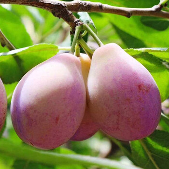 新疆伽师西梅 法兰西西梅 一级大果 单果18g  糖度20   产地直发 jd