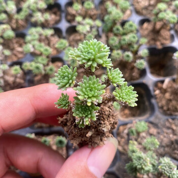 秋颖球松多肉植物盆栽小人祭姬红小松肉肉微景观花卉办公桌窗台 球松2