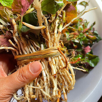 貴黔姑娘貴州新鮮野外生長折耳根魚腥草折耳根嫩芽涼拌雲南四川貴州的