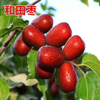 枣树活苗沾化冬枣地栽特大甜早脆王枣子树苗南方北方种植当年结果和田