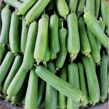 苏北特产新鲜蔬菜露天种植香丝瓜短肉丝瓜可爆炒炖汤现摘35斤装2500g