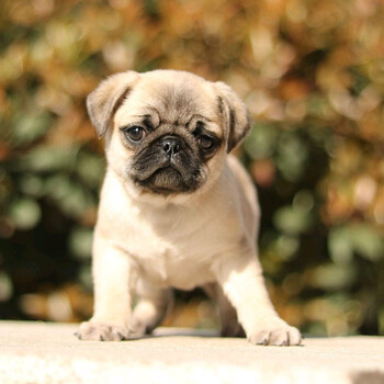 巴哥犬幼犬活体纯种宠物狗狗巴哥犬八哥犬幼犬活体幼崽小型犬高品质母