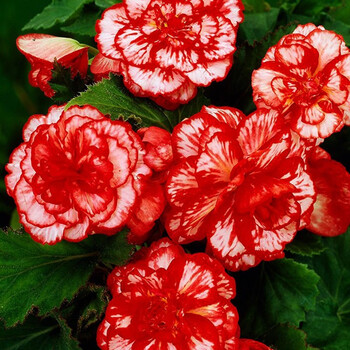 左家花园进口球根海棠种球直立型夫妻海棠花种子阳台多年生花卉玛蒙