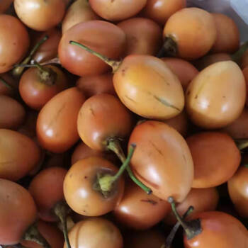 新鲜洋酸茄云南特产大树番茄缅茄德宏产地现摘现发傣味特色食材一斤