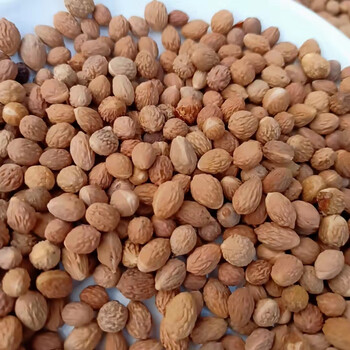 新货酸枣核仁茶天然无硫食用助眠野中药材生菩提子