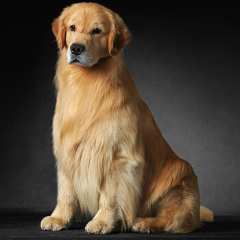 纯种金毛 s级【枫叶红】 母