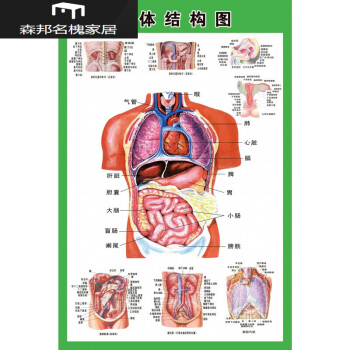 人体内脏解剖示意图全身器官分布图医院心脏解剖挂图医学海报 人体