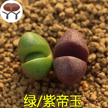 绿帝玉元宝生石花多肉植物屁股花石头花多肉萌肉肉盆栽绿植组合红帝玉 绿帝玉组合裸根发货裸根不带土 图片价格品牌报价 京东