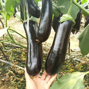 欧美科绿柄茄子100粒拆装