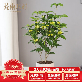 花东p对 桂花树苗盆栽绿植清香室内花卉带盆栽好家居客厅植物花草盆栽叶子厚办公室桌面花桂花不含盆 图片价格品牌报价 京东