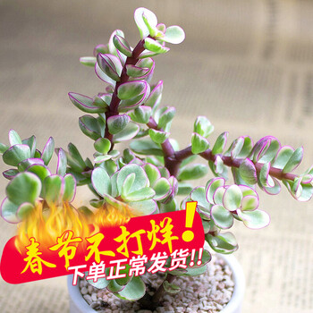 萌肉居一元多肉植物24款多肉新品办公室室内植物肉肉植物盆栽吉娃娃金枝玉叶锦不含盆 图片价格品牌报价 京东 萌肉居一元多肉植物24款多肉新品办公室室内植物肉肉植物盆栽吉娃娃金枝玉叶锦不含盆 图片价格品牌报价 京东