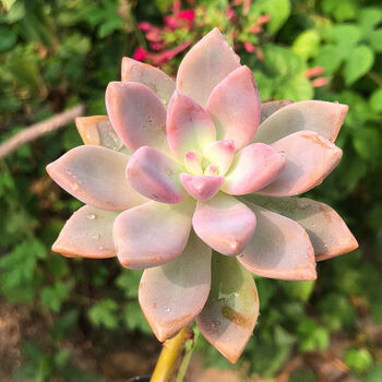 多肉植物老桩淡雪缀化组合淡雪裸根 不含盆土 2棵 图片价格品牌报价 京东