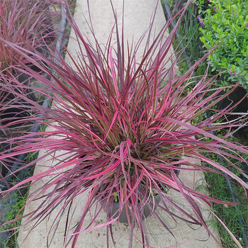 花境植物 火焰狼尾草 紫叶狼尾草 多年生观叶植物护坡狗尾巴草