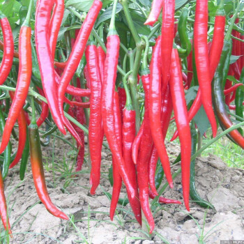 花明月辣椒种子大型青椒种子蔬菜种子家庭种植阳台盆栽七寸红200粒原