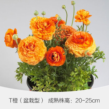 洋牡丹花球根花毛茛种球盆栽易种耐寒四季室内花卉观花植物盆栽橙色3根 一包多菌灵 图片价格品牌报价 京东