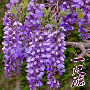 紫藤苗紫藤花多花紫藤树苗白玉藤室内阳台种植紫藤树苗爬藤屋顶盆栽花园围墙庭院攀援植物当年开花一尺藤2年紫藤苗 图片价格品牌报价 京东