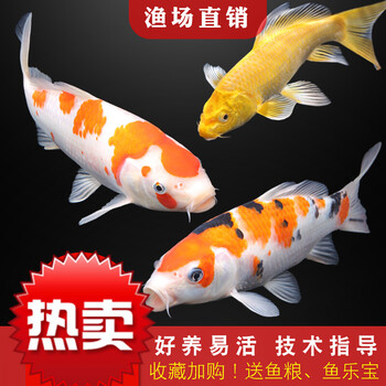 冷水淡水观赏鱼锦鲤鱼活鱼金鱼小型淡水好养红鲤鱼纯种小锦鲤鱼苗荧光黄5 7cm锦鲤组合7条 图片价格品牌报价 京东