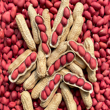 三只松鼠馋小生新鲜红皮花生带壳生花生四粒红花生米农家自种晒干原味