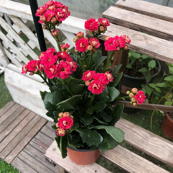 长寿花大花马德里 不含盆